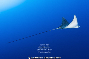 "Beautiful Flight #1" - A spotted eagle ray in flight.  P... by Susannah H. Snowden-Smith 